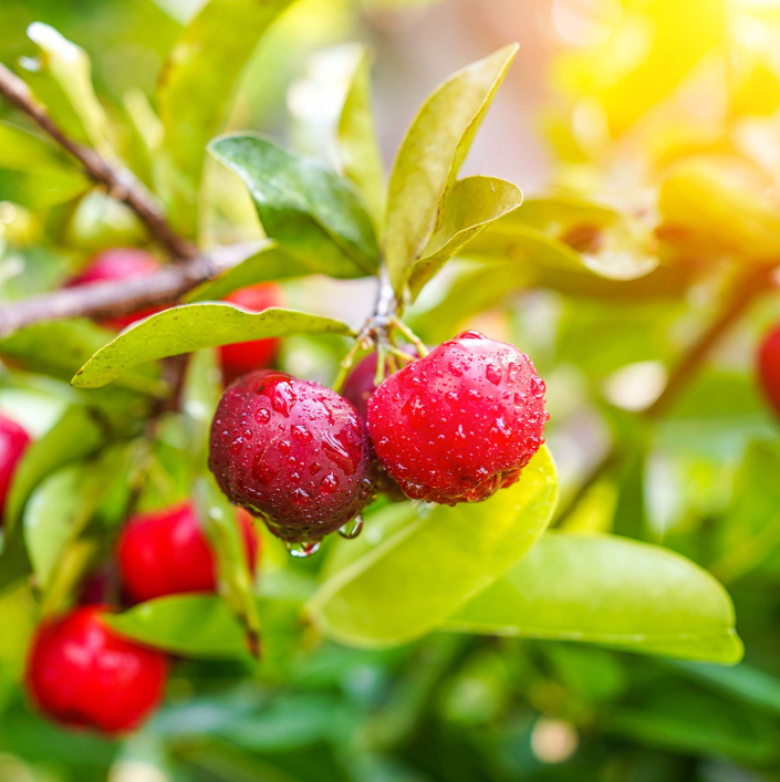 Why we chose acerola for Vitamin C